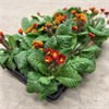 PRIMULA 11 CM VERIS ORANGE